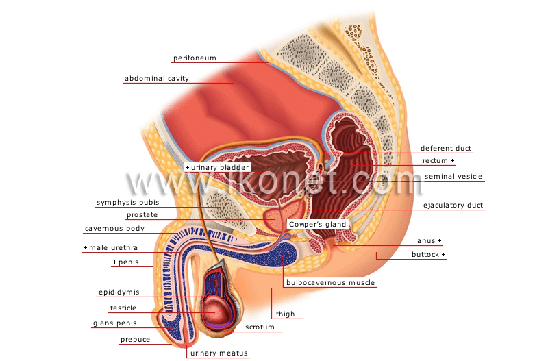 urinary system sagittal