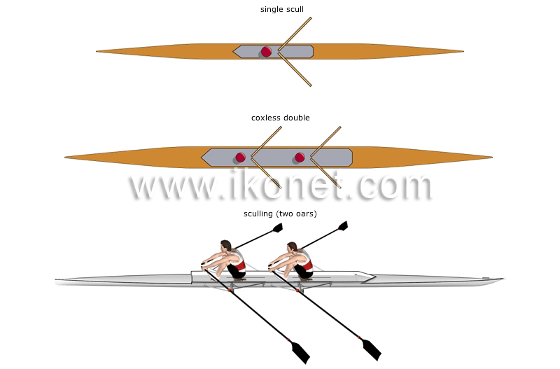 sculling boats image