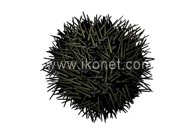 sea urchin image