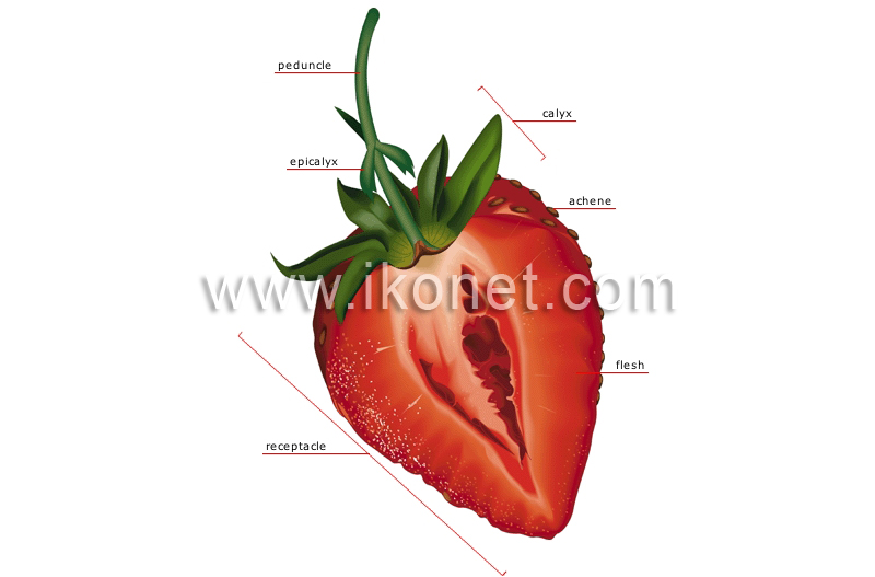 section of a strawberry image