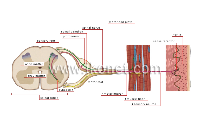 sensory impulse image