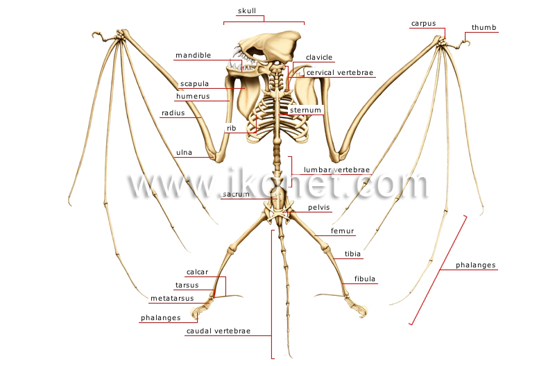 skeleton of a bat image