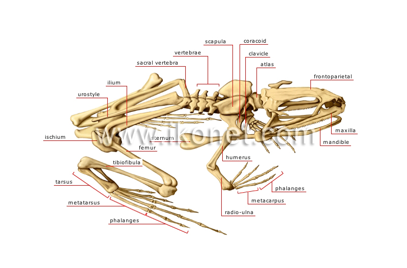 animal kingdom > amphibians > frog > skeleton of a frog image - Visual