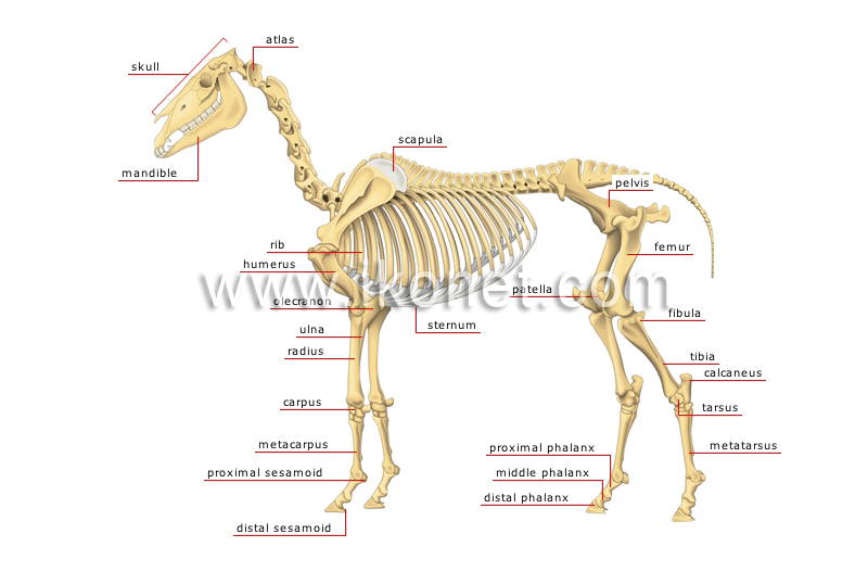 animal kingdom > ungulate mammals > horse > skeleton of a horse image