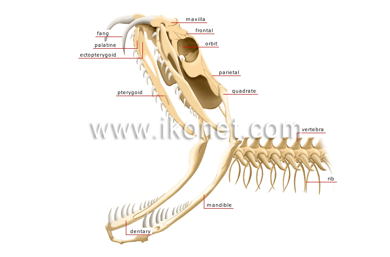 animal kingdom > reptiles > snake > skeleton of a venomous snake: head