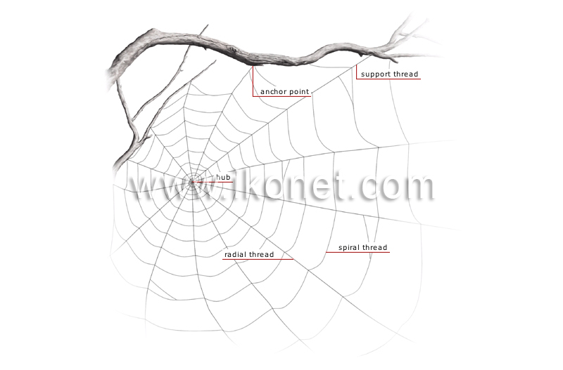 spider web image