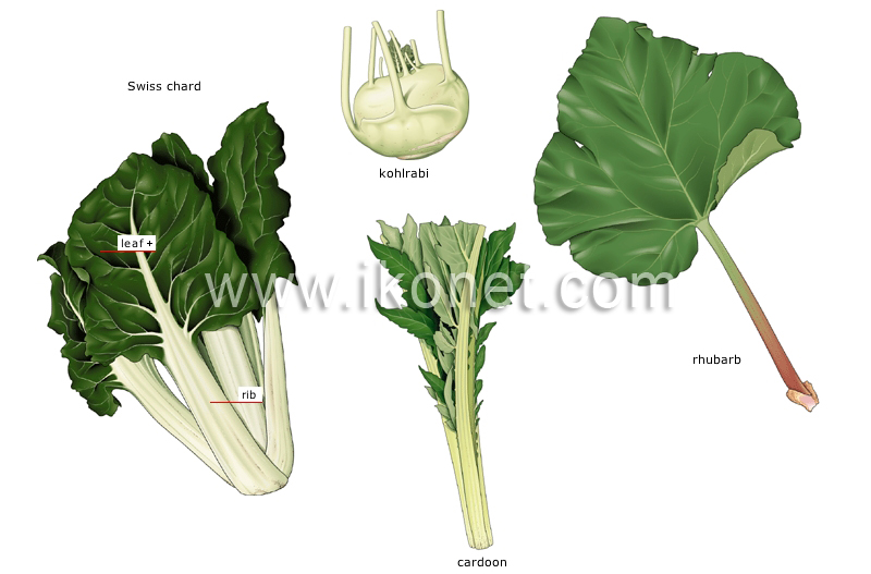 stalk vegetables image