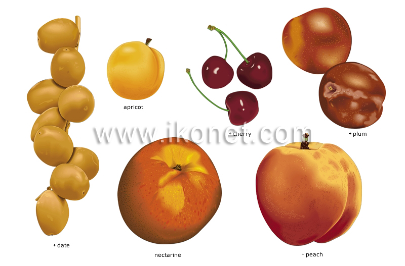stone fruits image
