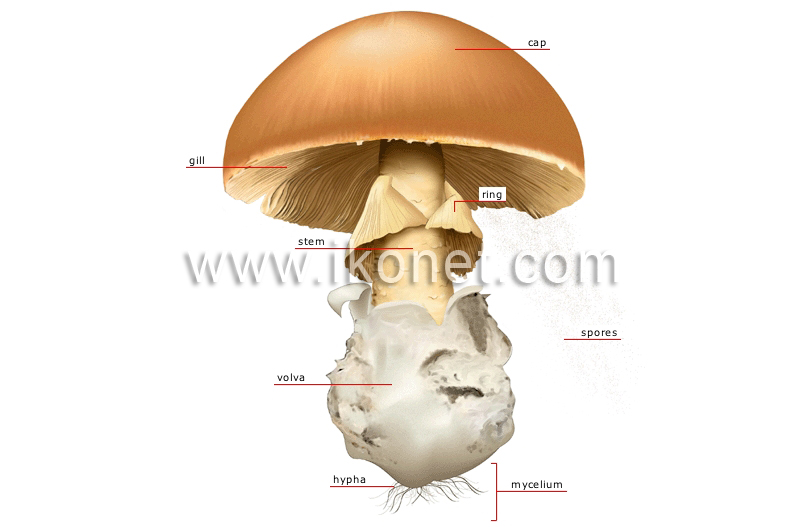 structure of a mushroom image