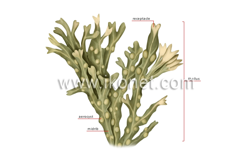 vegetable kingdom > alga > structure of an alga image Visual Dictionary