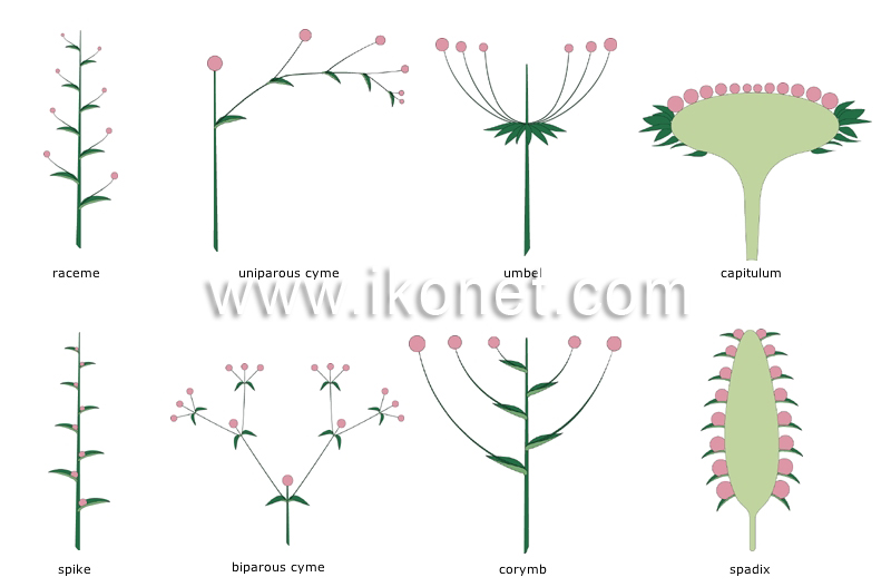 types of inflorescences image
