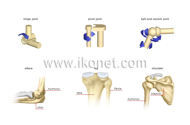 types of synovial joints image