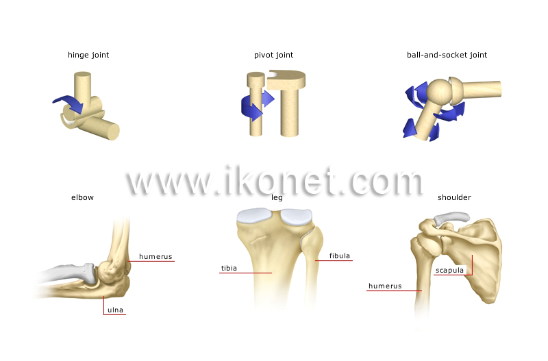 Ellipsoidal Joint Example