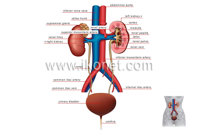urinary system image