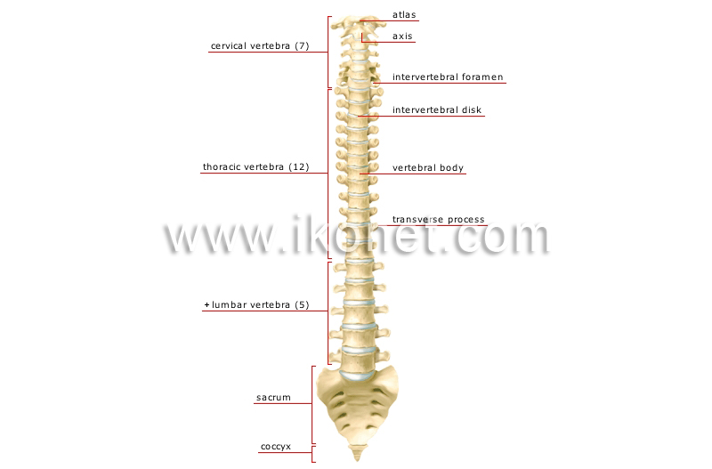 vertebral column image