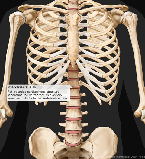 Are in how human body many the bones Human skeleton