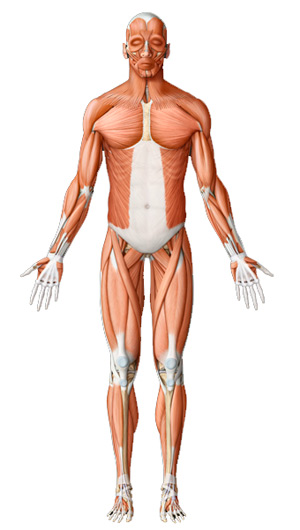 Anterior view - Virtual Human Body
