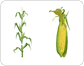 maíz : mazorca image