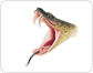 morfología de una serpiente venenosa: cabeza image