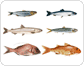 peces óseos image