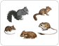 ejemplos de roedores image
