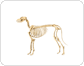 esqueleto de un perro image