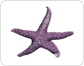 morfología de una estrella de mar image