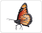 morfología de una mariposa image