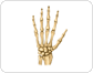 huesos de la mano image
