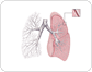 pulmones image
