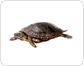 morfología de una tortuga image