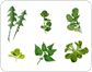 verduras de hojas