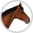 caballo image