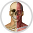 anatomía image