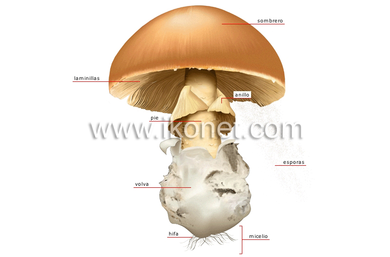 anatomía de un hongo image