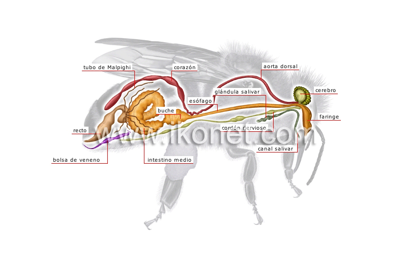 anatomía de una abeja image