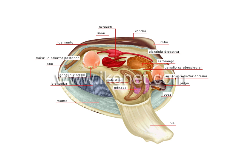 anatomía de una concha bivalva image