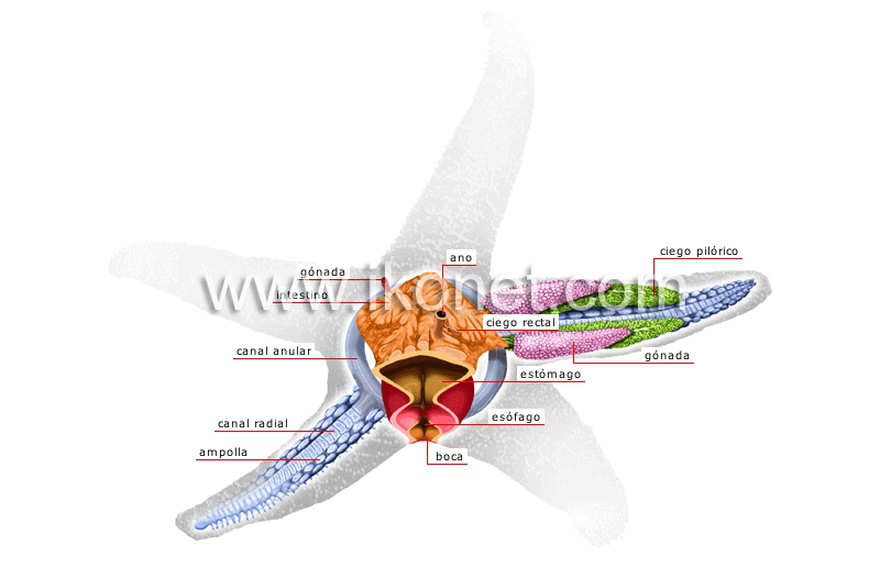anatomía de una estrella de mar image