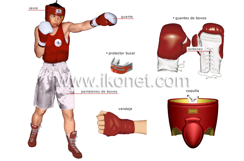 boxeador image