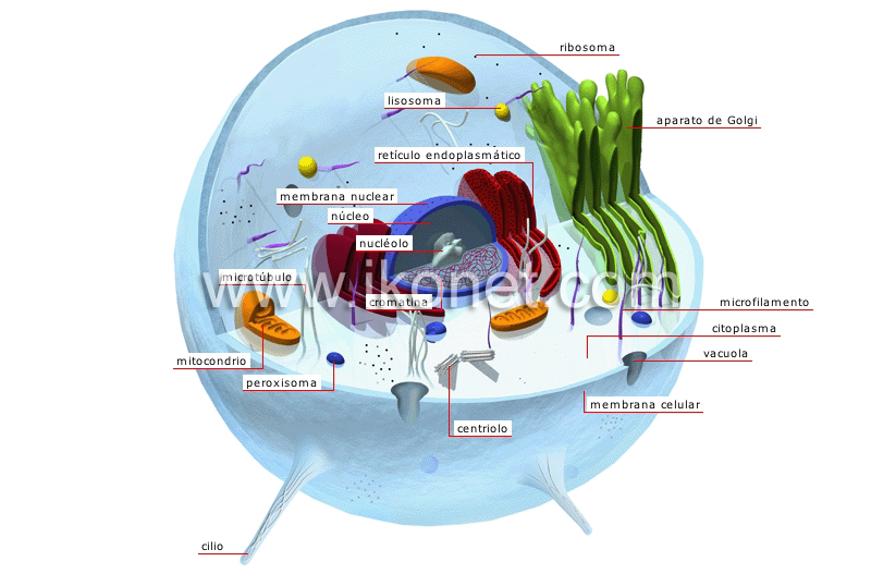 reino animal > organismos simples y equinodermos > célula animal ...