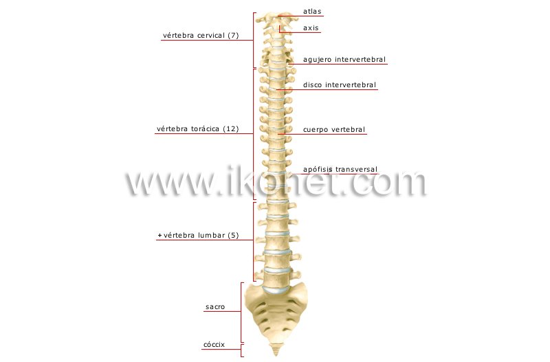 columna vertebral image