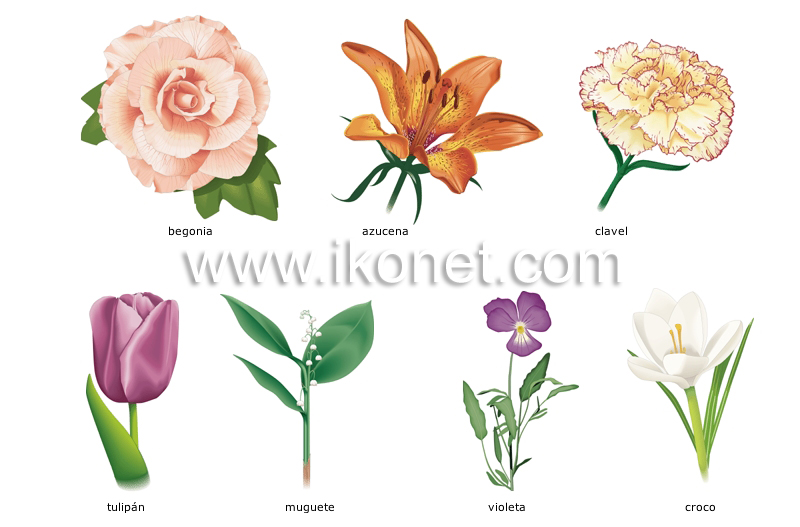 ejemplos de flores image