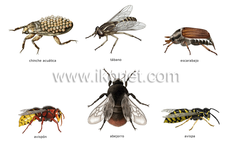 ejemplos de insectos image