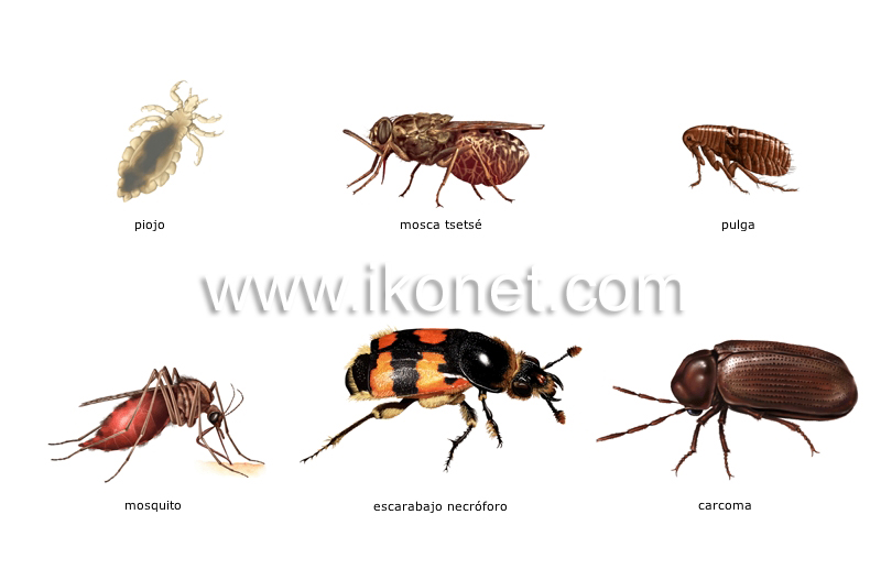 ejemplos de insectos image