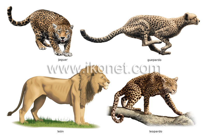 ejemplos de mamíferos carnívoros image