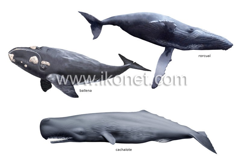ejemplos de mamíferos marinos image