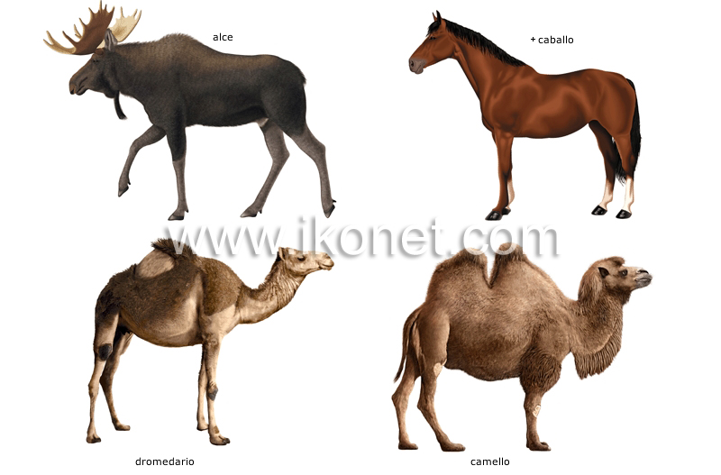 ejemplos de mamíferos ungulados image