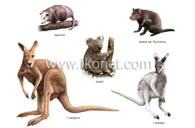 ejemplos de marsupiales image