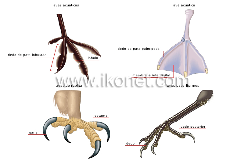 ejemplos de patas image