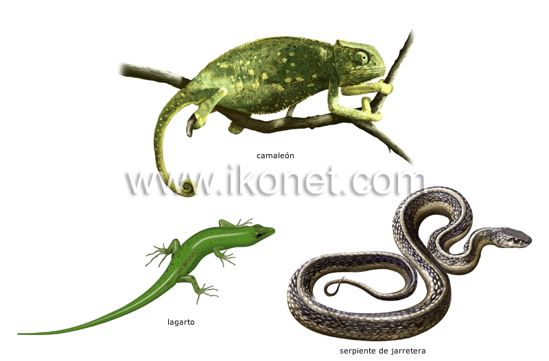 ejemplos de reptiles image